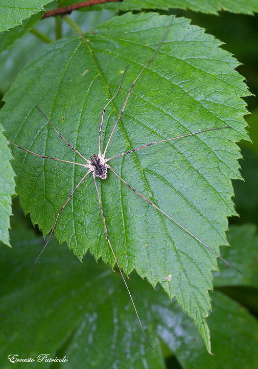 Phalangiidae:  cfr. Mitopus morio